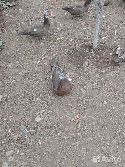 Селезень индоутки