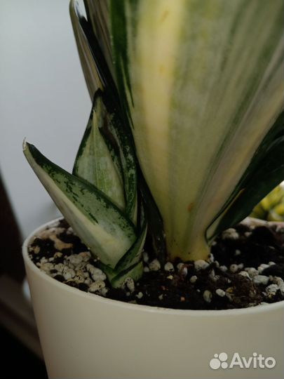 Сансевиерия ханни Сильвер Зебра