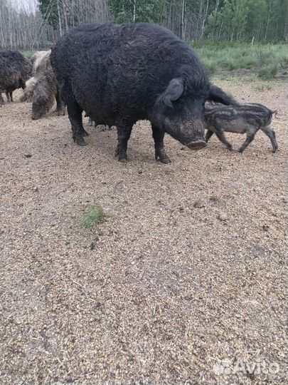 Венгерская мангалица на племя