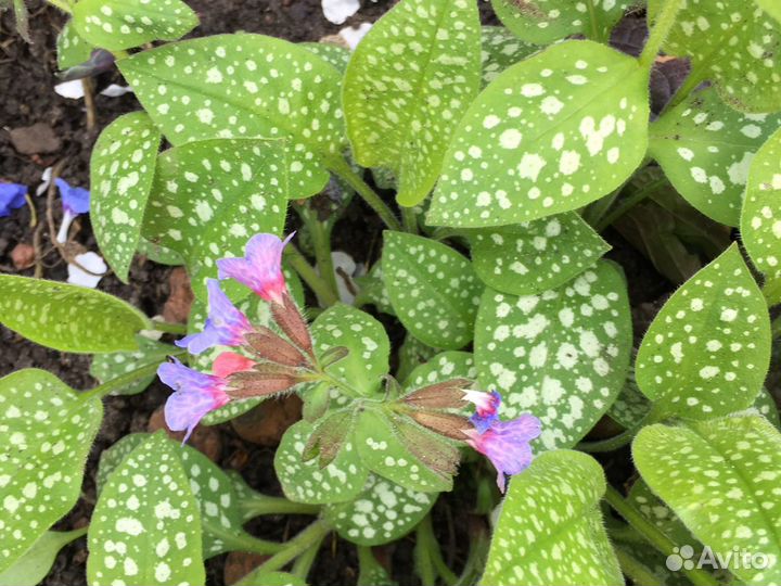 Многолетники