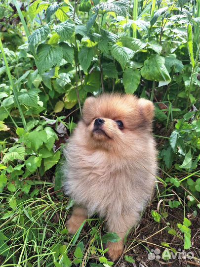 Щенки померанского шпица