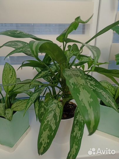 Аглаонема сильвер кинг