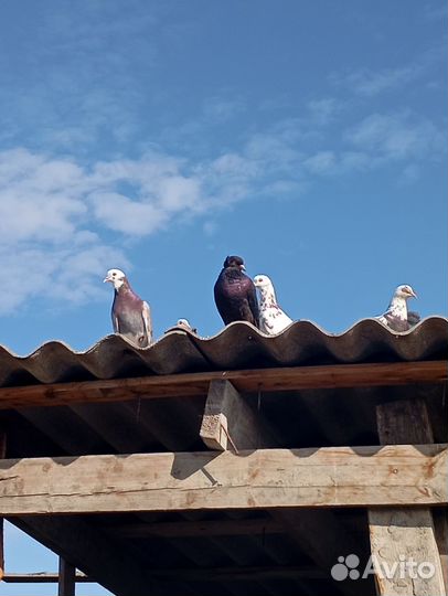 Голуби бакинцы