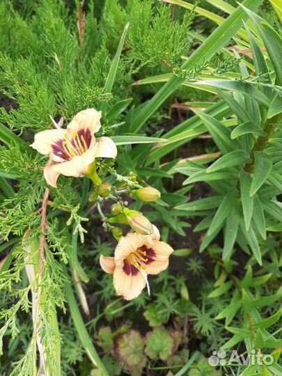 Цветы неприхотливые