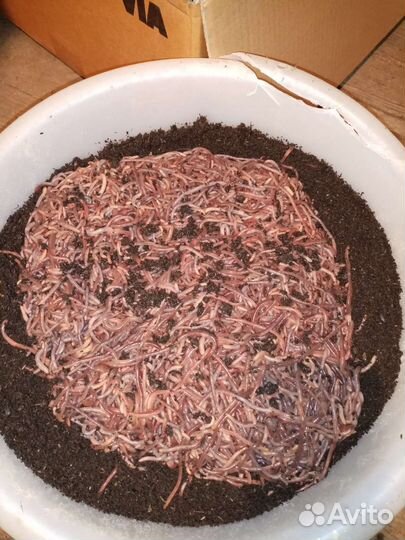 Черви для рыбалки дендробена