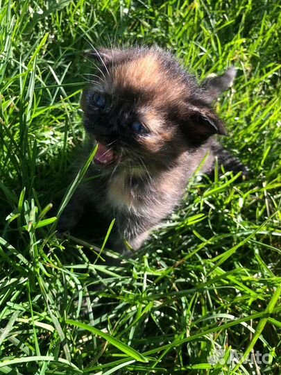 Шотландская вислоухая