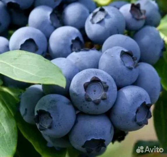 Голубика разные сорта