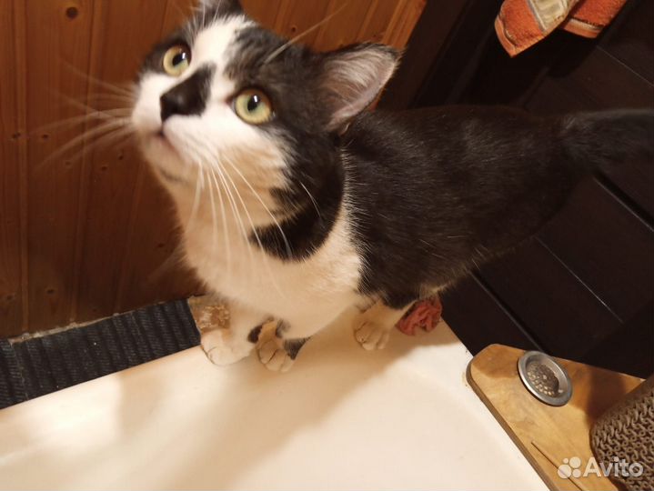 Молоденький котик в дар