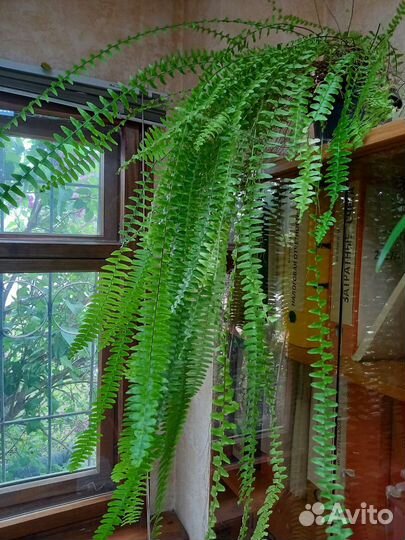 Фикус Бенджамина,Спатифиллум, розетки фиалок