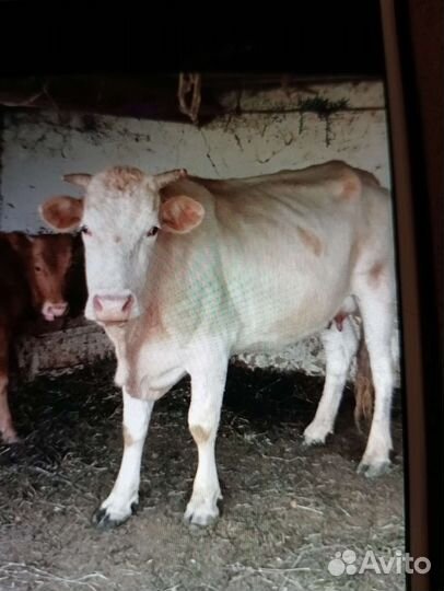 Корова дойная