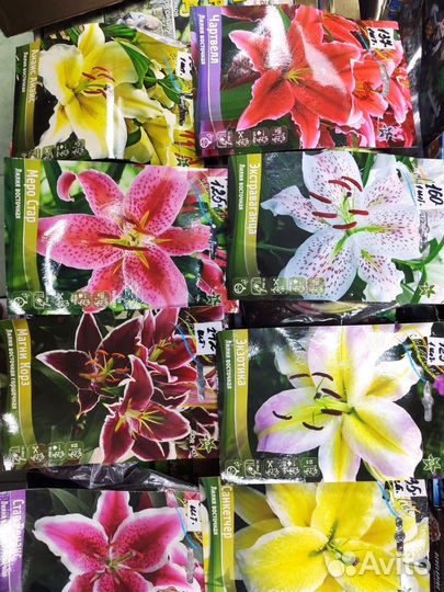 Лилии луковицы