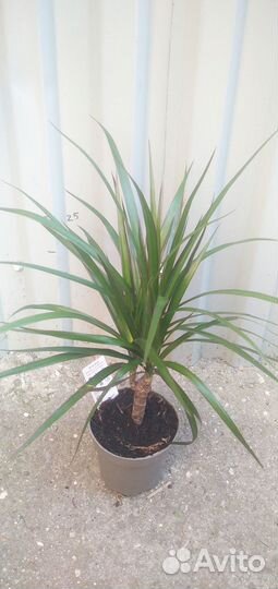 Пальма драцена