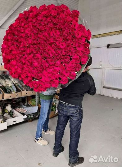 Высокие розы Гигантские розы 110