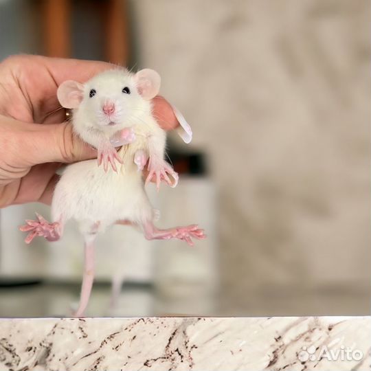 Крысы подростки. Крысы Дамбо. Крысята. Питомник
