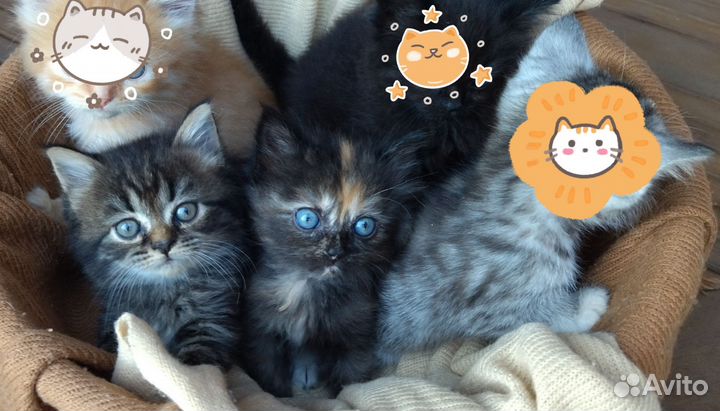 Котята от Персидской кошки