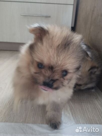 Померанский шпиц медвежьего типа