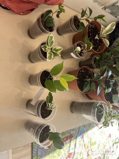 Сортовые фикусы