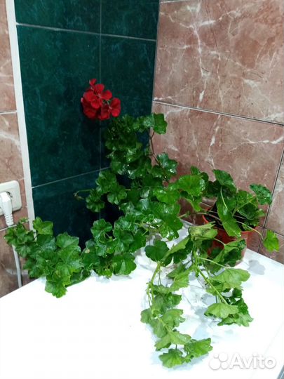 Комнатные растения цветы