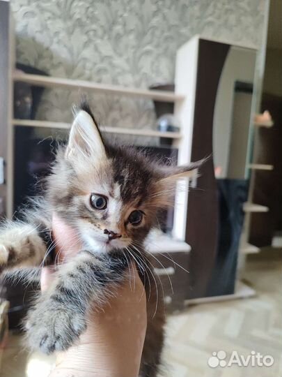 Котята мейн-кун