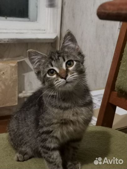 Котенок ищет дом