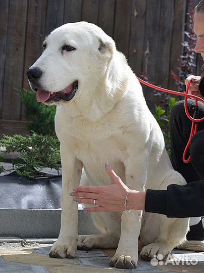 Среднеазиатская овчарка. Девочка 7 месяцев