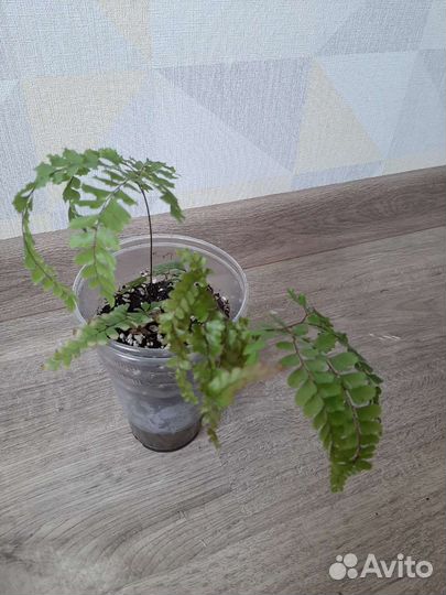 Папоротник адиантум