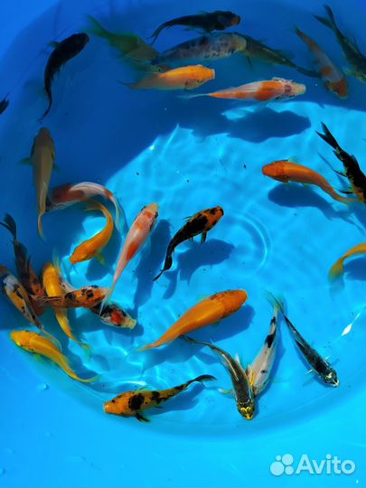 Вуалевые карпы кои