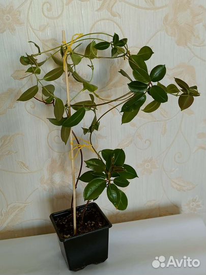 Дипладения