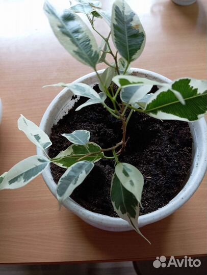 Фикус бенджамина