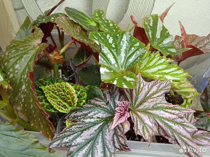 Бегонии кейн 1