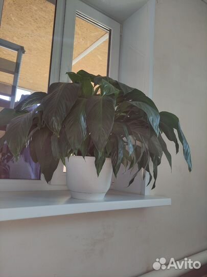 Спатифиллум