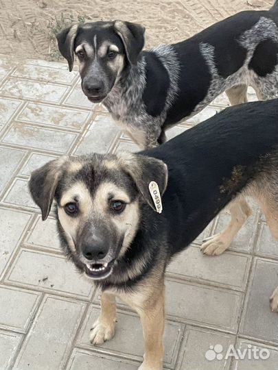 Собака в добрые руки