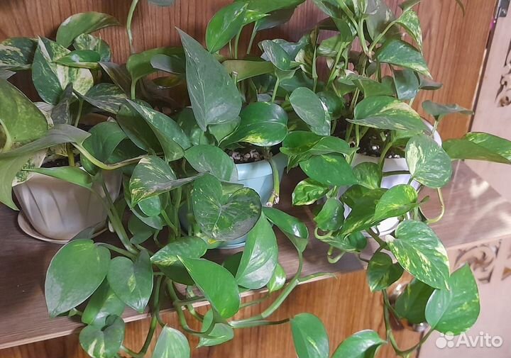 Сциндапсус золотистый (эпипремнум ауреум)