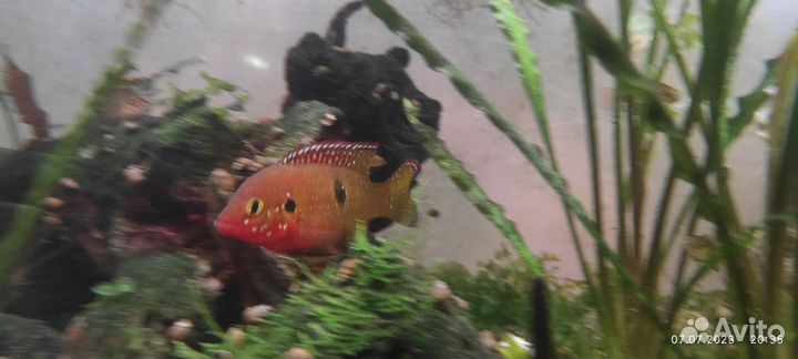 Хромис-красавец (лат. Hemichromis bimaculatus)