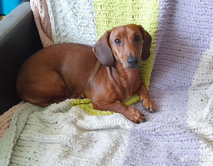 Собака в добрые руки