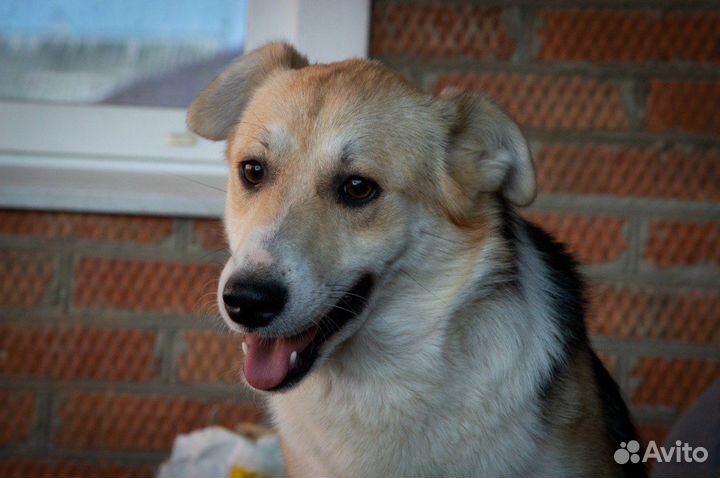 Отдам в добрые руки