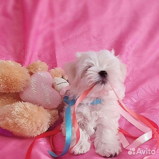 Щенки Мальтезе