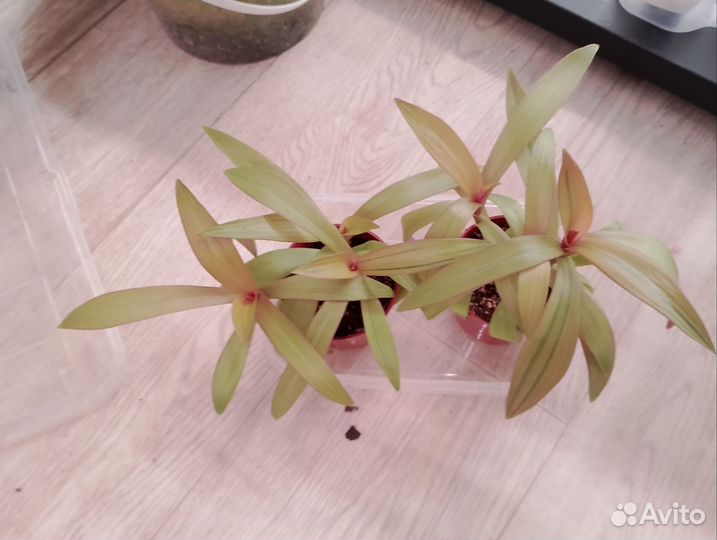 Рэо золотая