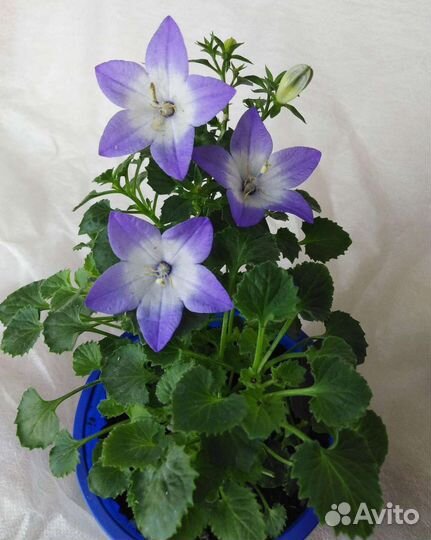 Кампанула жених и невеста