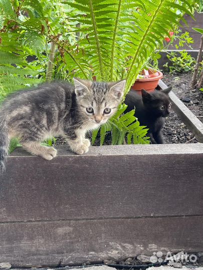Котята