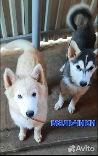 Щенки сибирской хаски мальчик