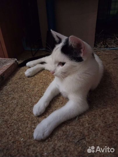 Молодой котик