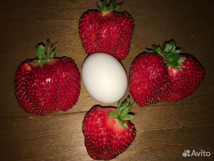 Рассада клубники Азия, Альбион, Купчиха