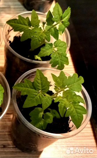 Балконные помидоры