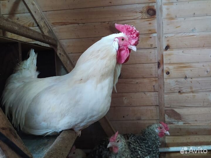 Инкубационное яйцо Пушкинской породы кур