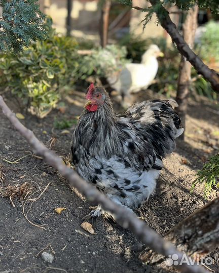 Карликовые кохинхины