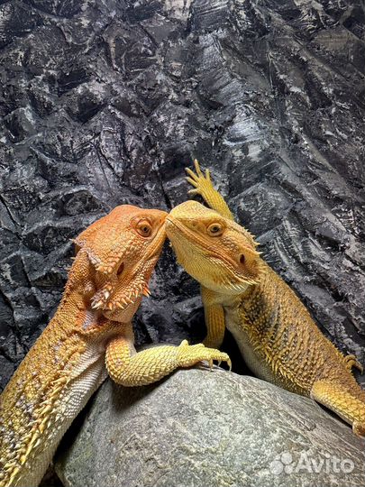 Бородатая агама / агама с террариумом