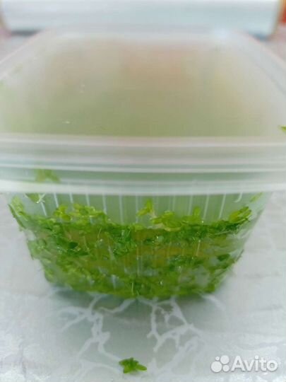 Ряска для аквариума