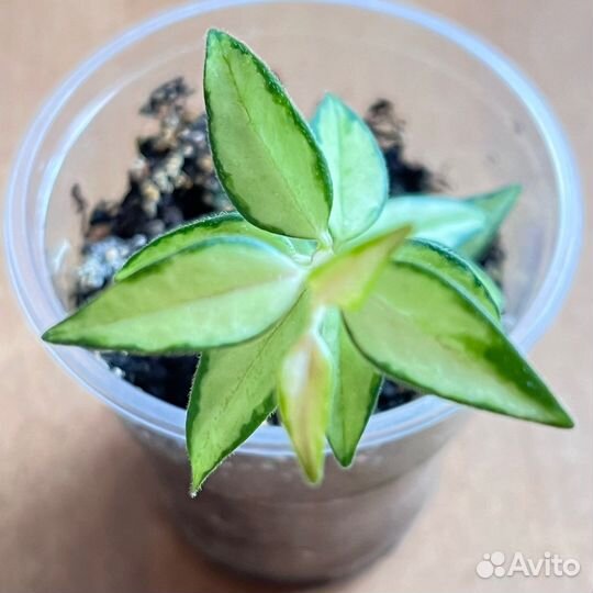 Хойя Белла разные виды