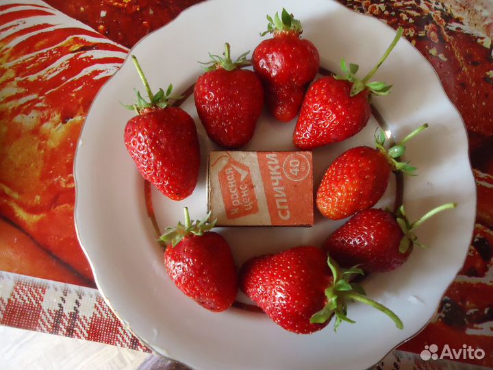 Саженцы клубники